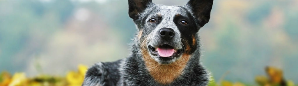 El perro bluey esconde muchas curiosidades (Foto: Istock)