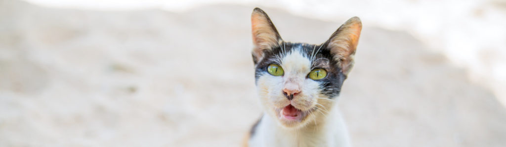 Son animales esbeltos y elegantes (iStock).