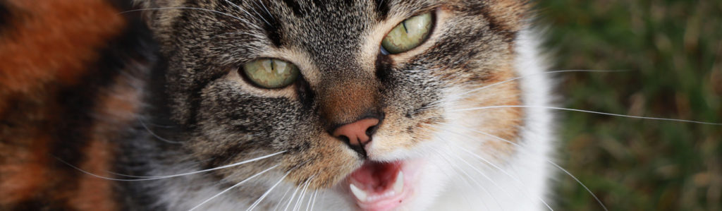 Es importante conocer cómo funciona el sentido del olfato de los gatos para saber el porqué abren la boca al oler (iStock).