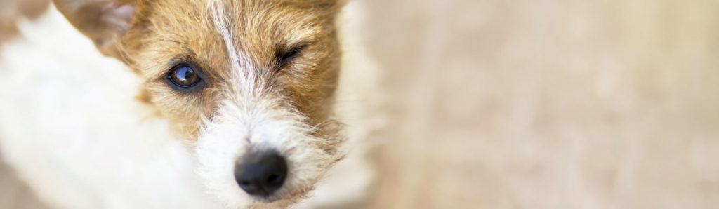 Todo sobre la forma de escuchar de los perros (Foto: Istock)