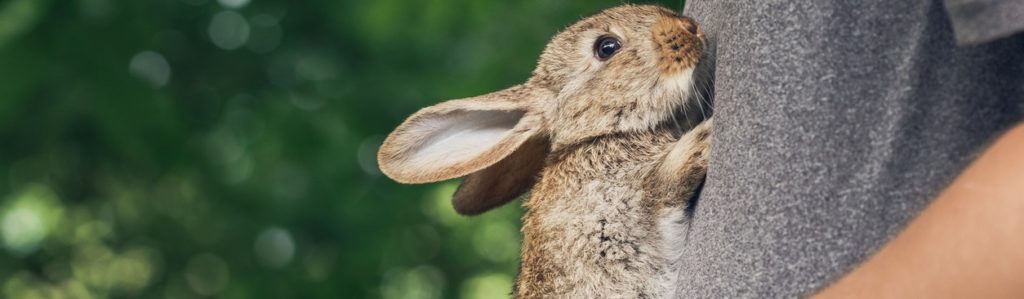 Cómo descifrar el lenguaje corporal de los conejos (Foto: iStock)