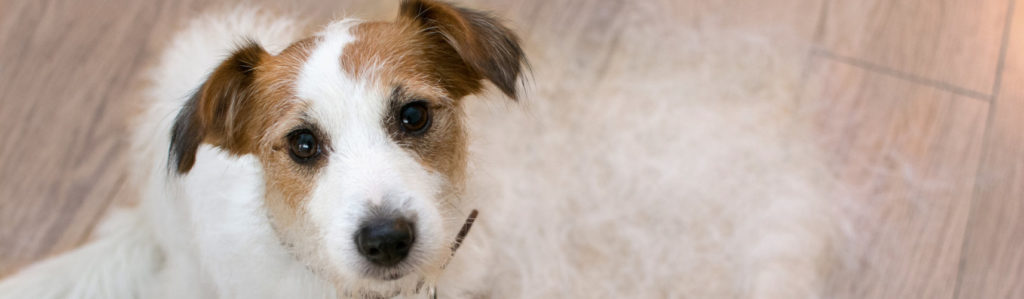 Consejos para combatir la muda de pelo en perros (iStock).