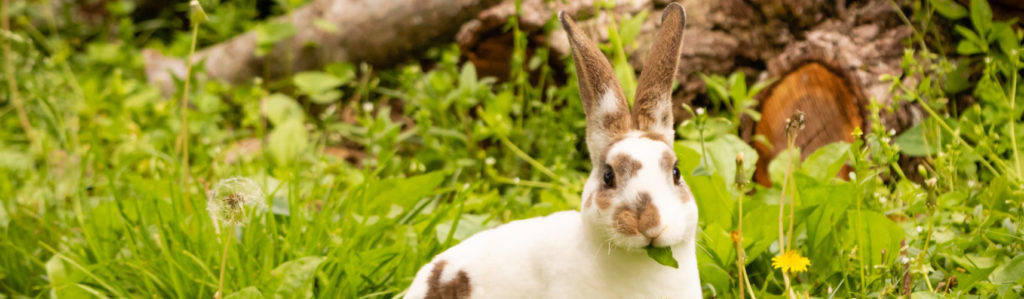 El Mini Rex es una raza de conejo muy reciente (iStock).