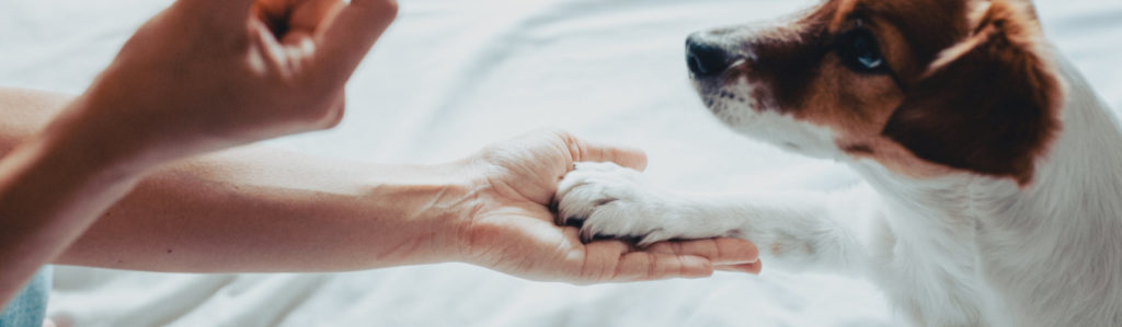 Las patas de los perros son muy resistentes pero es importante cuidarlas convenientemente (iStock).