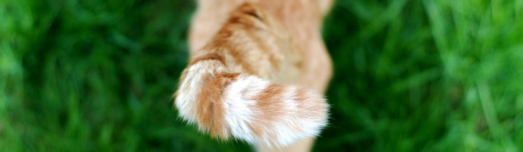 Los gatos erizan su cola en diferentes situaciones que expresan su estado emocional (iStock).