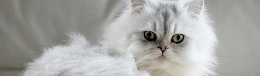 Estos gatos tienen una esperanza de vida de entre 12 y 18 años (iStock).
