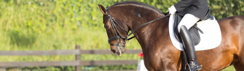 Porte elegante, andar estilizado y mirada profunda. El caballo andaluz es una maravilla (iStock).