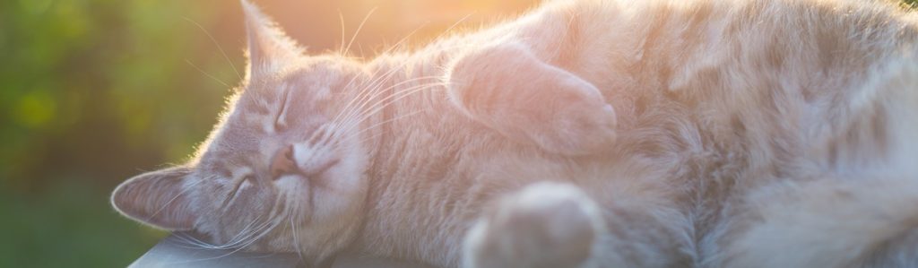 Los parásitos más comunes en los gatos (Foto: iStock)