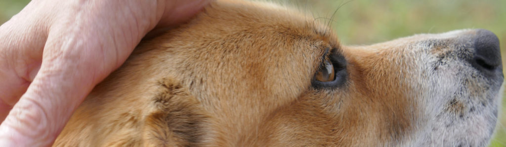 Observa bien a tu mascota por si ves que aparecen señales de vitíligo en perros (iStock).