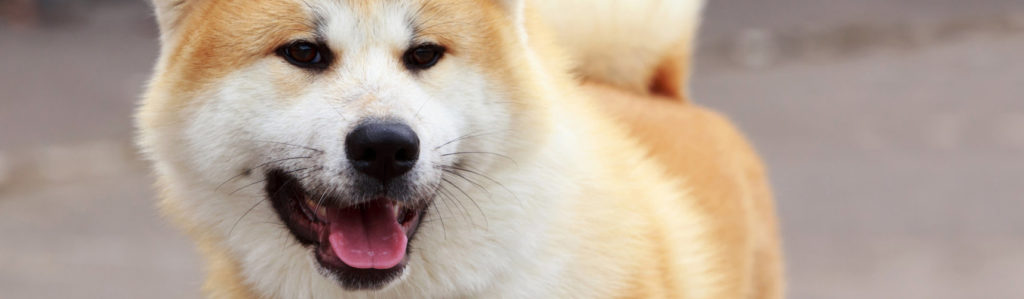El Akita Inu es un perro de origen japonés que es cariñoso, activo y realmente bonito (iStock).