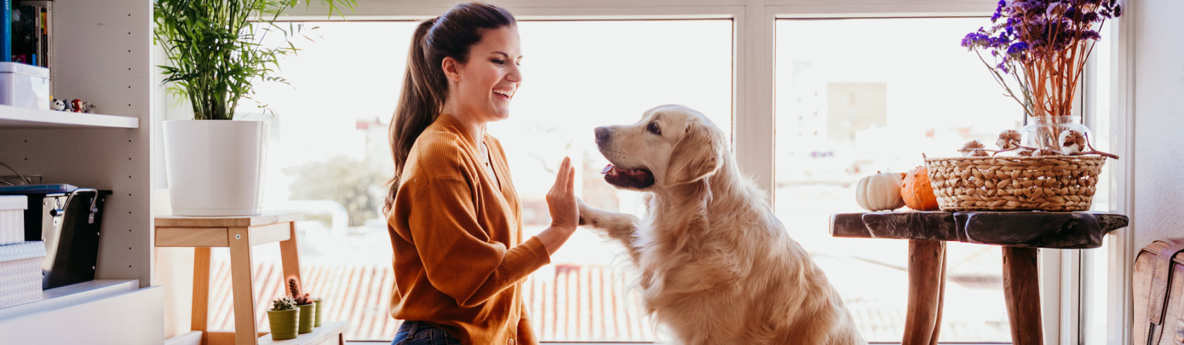 Con constancia y paciencia conseguirás que tu fiel compañero aprenda a ejecutar muchas órdenes importantes para vuestro día a día (iStock).