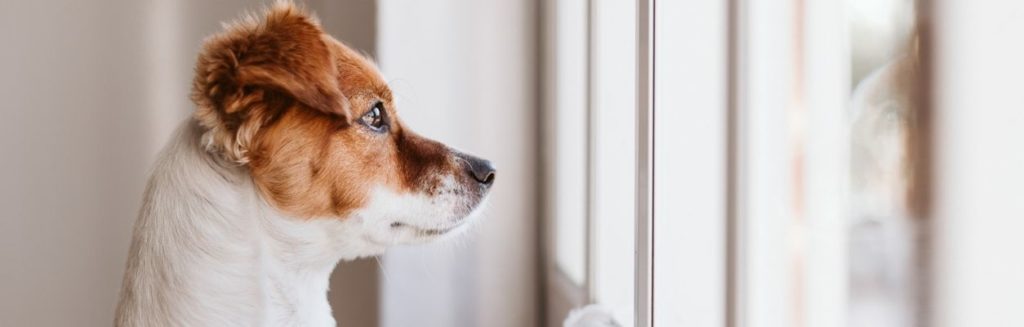 Perro mirando por la ventana (Istock)