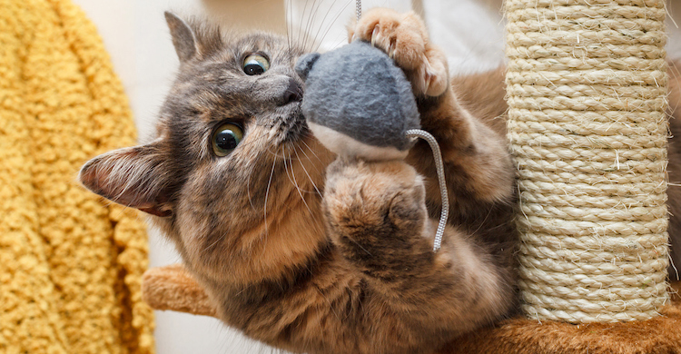 Utiliza juguetes y rascadores para que suelte ese instinto de morder y arañar (iStock).