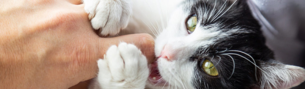 Formas de lograr que tu gato no te muerda (iStock).