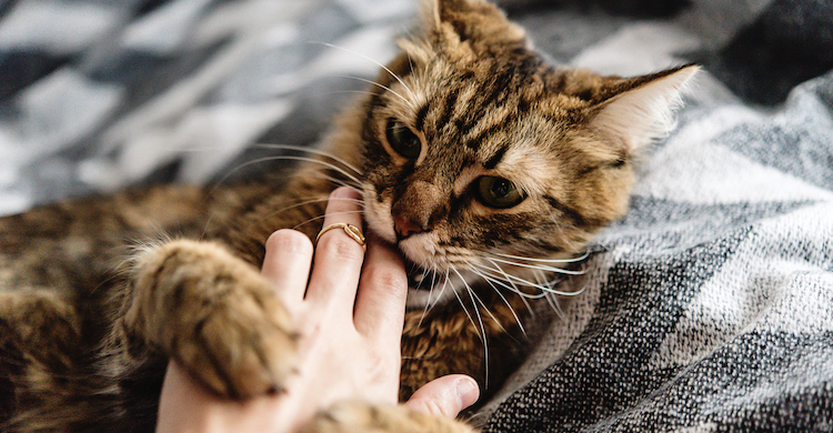 En ocasiones es una manera de manifestar ansiedad o frustración así que hay que saber controlarlos (iStock).