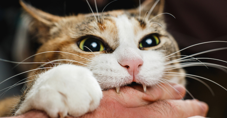 Hay maneras de enseñar a tu gato que no está permitido morder a las personas (iStock).