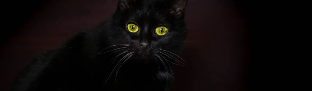 Qué cosas pueden predecir los gatos(iStock).