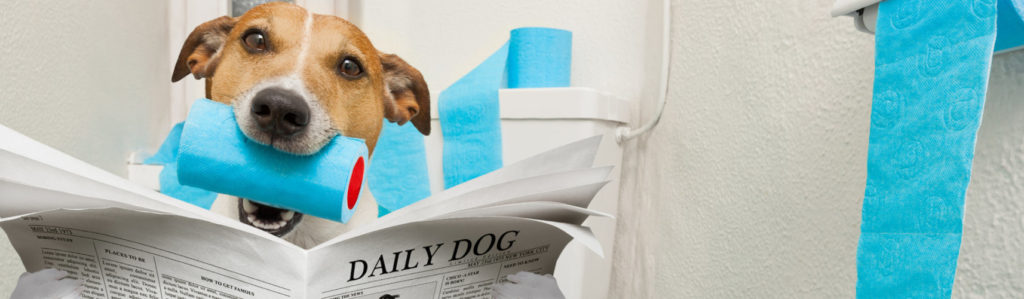 Ajusta horarios y salidas a la calle para que tu cachorro aprenda a hacer pis fuera (iStock).