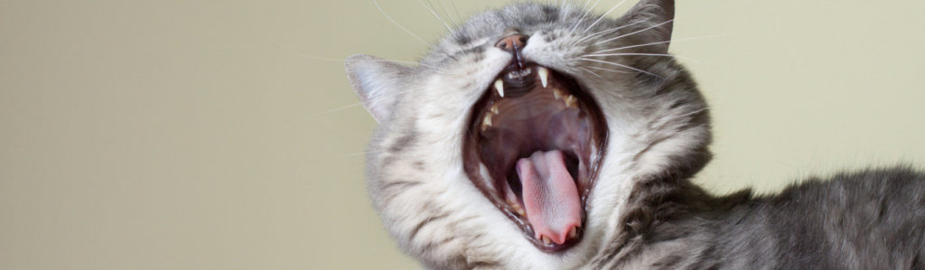 Mal aliento en gatos: a qué se debe y cómo evitarlo (iStock).