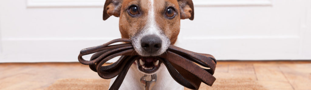 Los perros siempre listos y deseando salir a pasear con su familia para disfrutar del camino juntos (iStock).