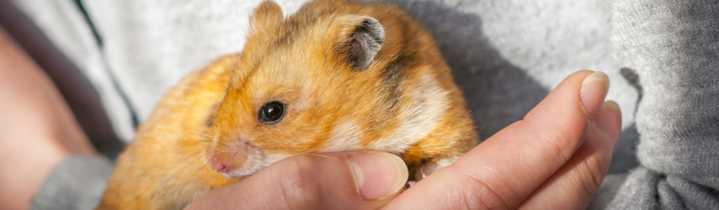 Los hámsters son animales perfectos para la convivencia en casa, de pequeño tamaño y con cuidados básicos que son sencillos de aplicar (iStock).