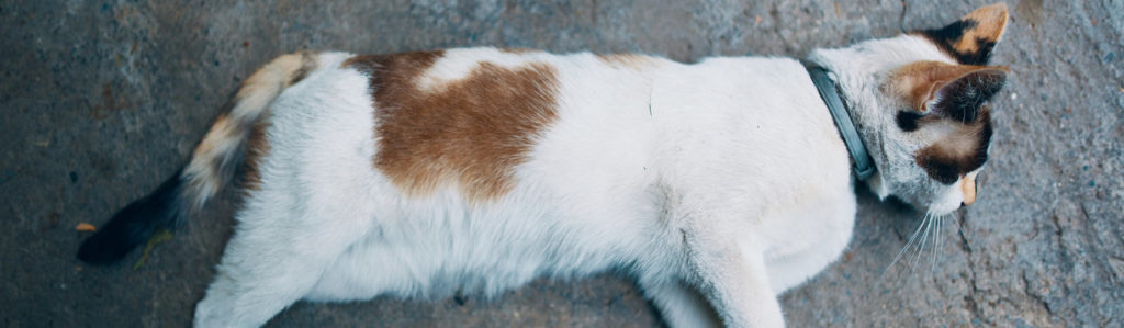 Los gatos tienen una esperanza de vida de 15 años aproximadamente (iStock).