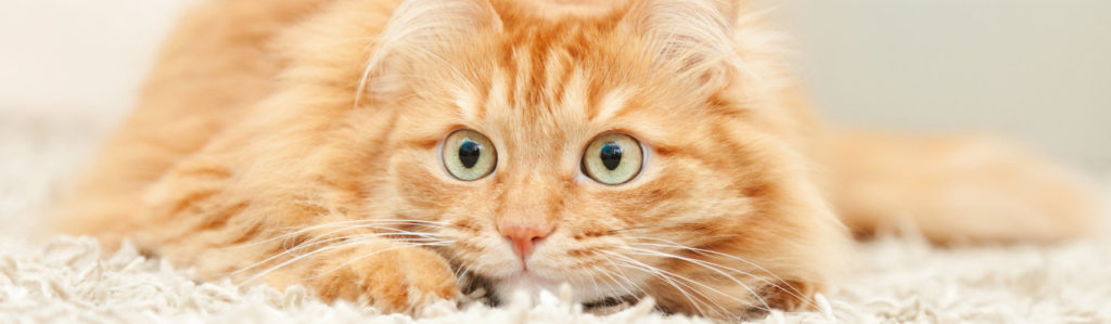 Los gatos pueden alterarse ante ruidos o visitas que lo incomodan y es importante saber cómo calmarlos (iStock).
