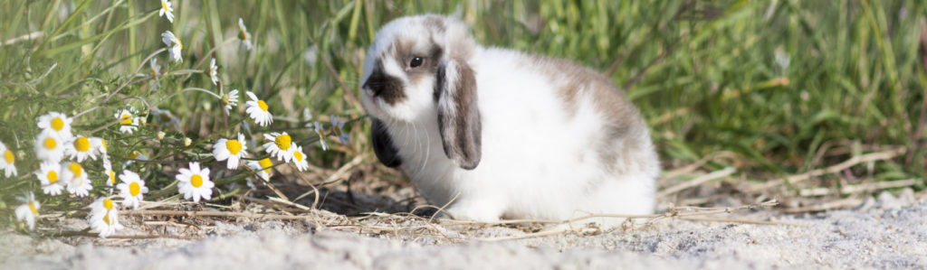 Esta raza es sociable y cariñosa, tierna y tranquila, ideal para tener en casa (iStock).