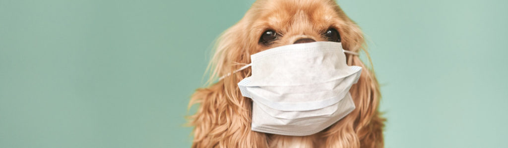 Los animales empiezan a verse afectados por el coronavirus, con consecuencias sobre su salud (iStock).