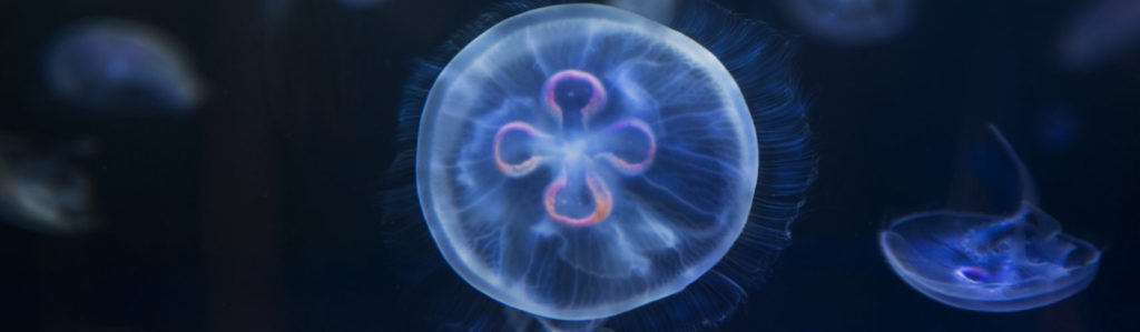 Existe una especie de medusas marinas que podrían llegar a vivir de manera indefinida, como seres inmortales (iStock).