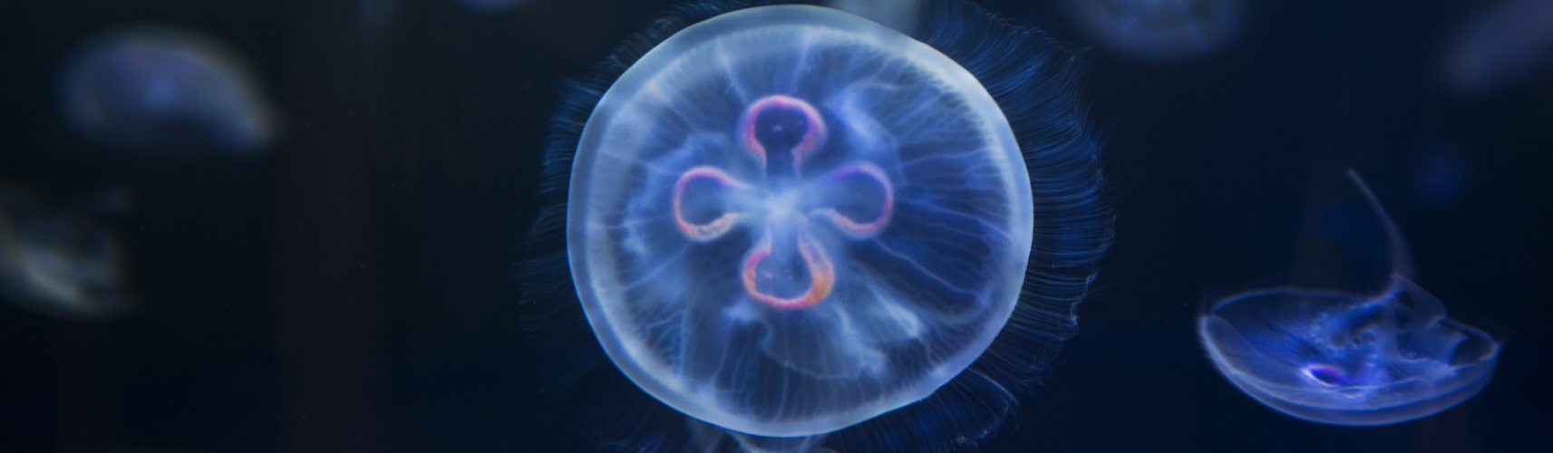 Existe una especie de medusas marinas que podrían llegar a vivir de manera indefinida, como seres inmortales (iStock).