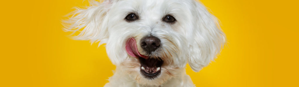 Es importante conseguir que tu perro no coma con ansiedad, pues eso le genera estrés y nerviosismo ante la comida y no es una relación sana (iStock).