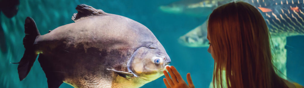 Hay ciertas similitudes entre los peces y las personas porque estos son descendientes de los primeros (iStock).
