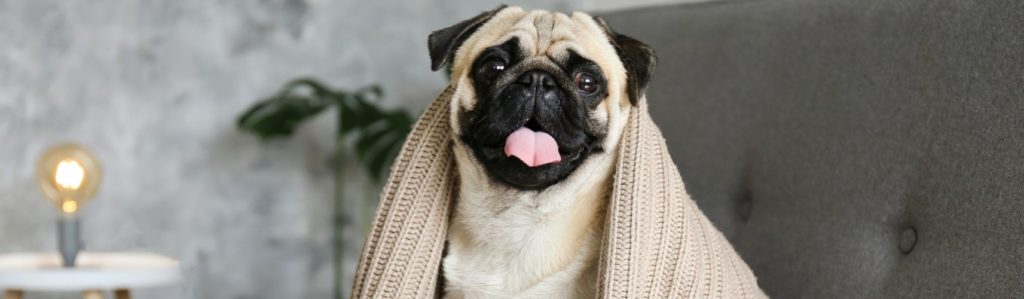 Cómo afectan los cambios de temperatura a tu perro (Foto: iStock)