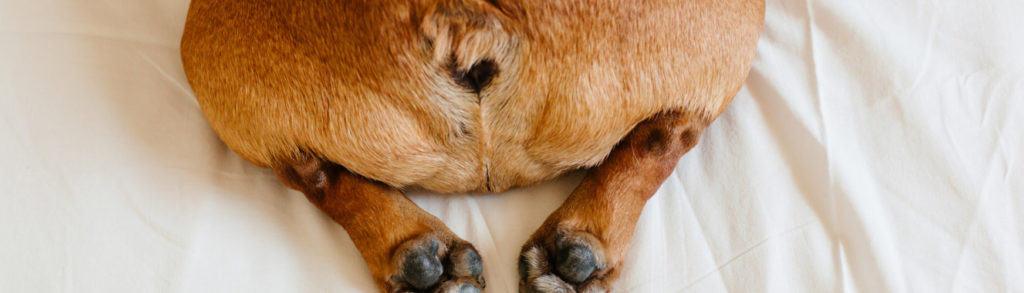 Es importante conocer el motivo por el que tu perro está arrastrando el culo (iStock).