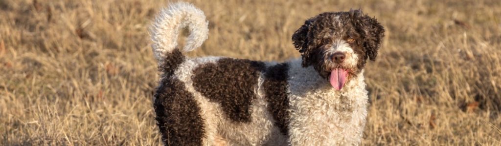 Curiosidades de los perros de agua (Foto: iStock)