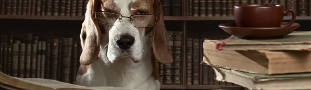 En Reino Unido está en proceso una ley que espera garantizar los derechos y el bienestar de los animales (iStock).