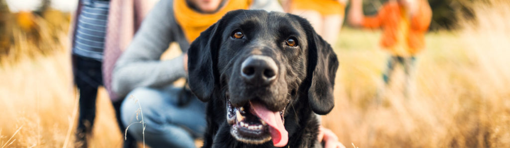 El 21 de julio se celebra el Día Mundial del Perro, una jornada para reivindicar el papel de un animal que es el mejor amigo del hombre (iStock).