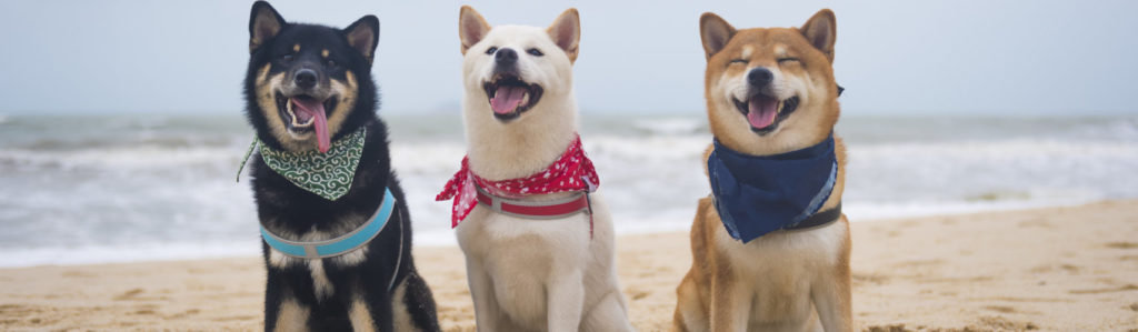 Llega el verano y se aproximan las vacaciones y la playa es un destino ideal para ir con tus mascotas (iStock).