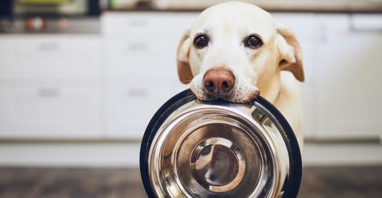 es prohibido tener perros como mascotas