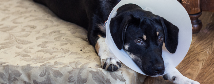 Castrar a tu mascota o no: una decisión difícil a la quehacer frente