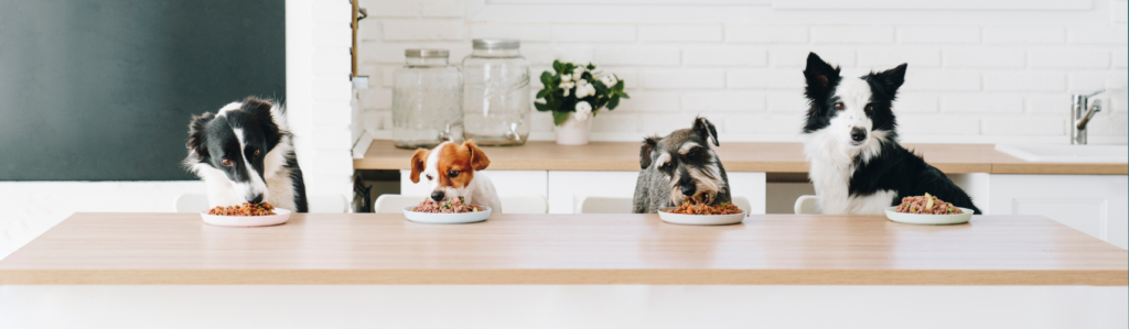 Crea una comida saludable a tu mascota (DogfyDiet)