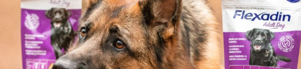 ¿Cómo puedo cuidar las articulaciones de mis mascotas? (Flexadin)