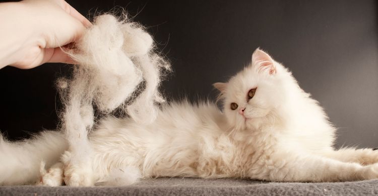 5 consejos para prevenir bolas de pelo de gatos (Adobe Stock)