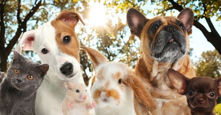 Cómo bañar correctamente a tu perro paso a paso