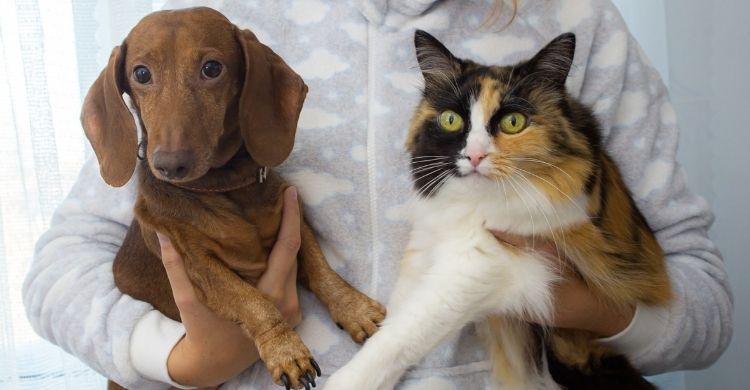 Listo para la vuelta al cole Adapta la rutina de tu mascota en septiembre 2025 (Canva)