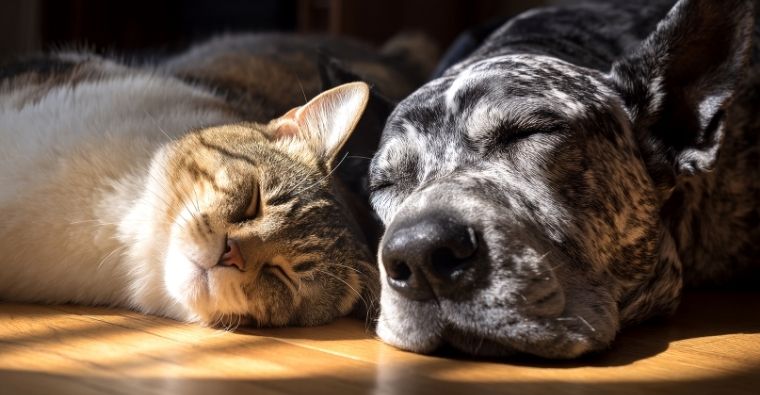 Rutina de tu mascota en septiembre (Canva)