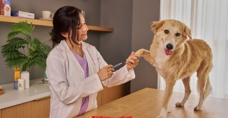 Vacunas imprescindibles para perros y gatos (Canva)