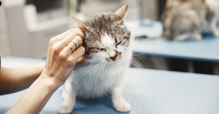 ¿Qué gastos se pueden deducir los dueños de mascotas en Andalucía? (Canva)